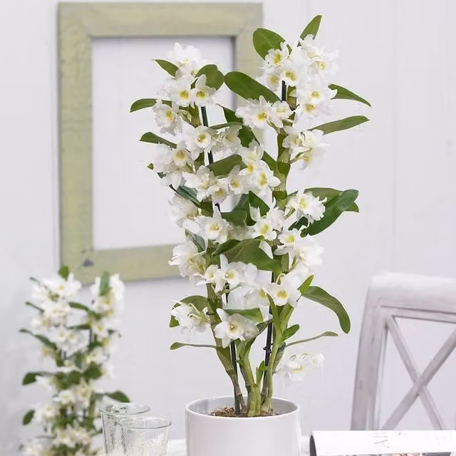 Primrose Dendrobium Spring Dream White Flowering Indoor Orchid in a 12cm Pot