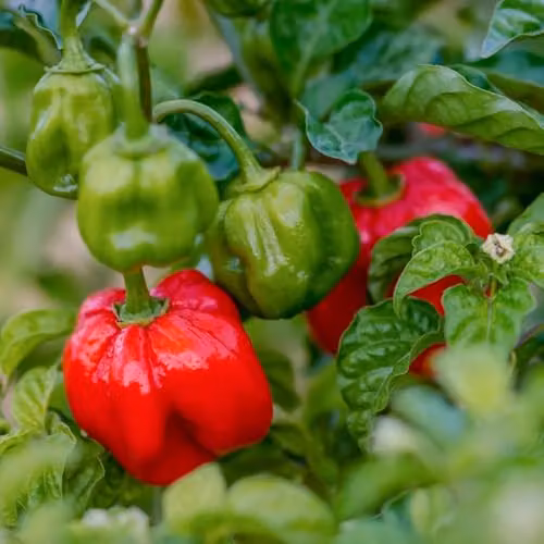 Thompson and Morgan Scotch Bonnet Red Chilli Pepper Seeds, Habanero Type, Approx 8 Seeds