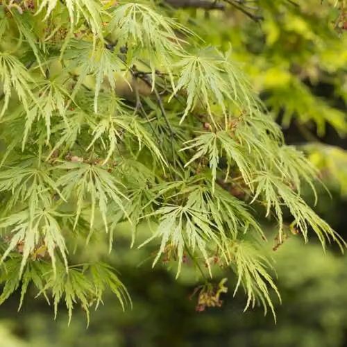 Thompson & Morgan Acer palmatum Dissectum Japanese Maple Tree with Autumn Colour, 7.5 Litre Pot – 1