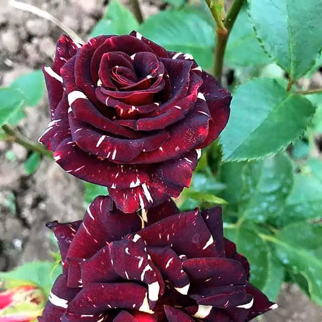 Marshalls Garden Abracadabra Floribunda Rose, Red and Yellow, Bare Root
