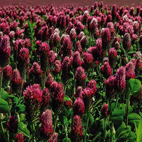 Thompson and Morgan Crimson Clover Green Manure Seeds, Hardy Annual Italian Clover, 60 g – 2