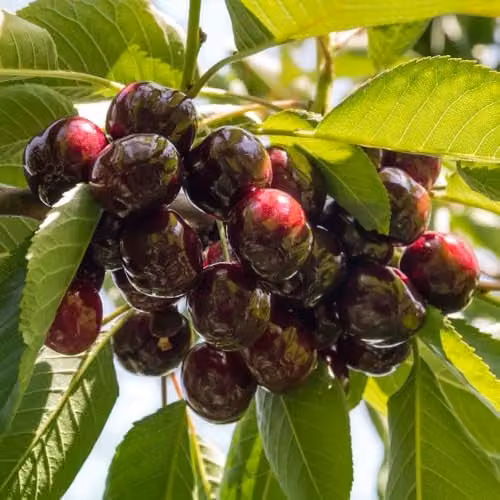 Thompson & Morgan Cherry Tree Sunburst (Colt) Self Fertile Dessert Fruit Tree with Black-Red Fruit, Supplied in Pot Size 2 BR