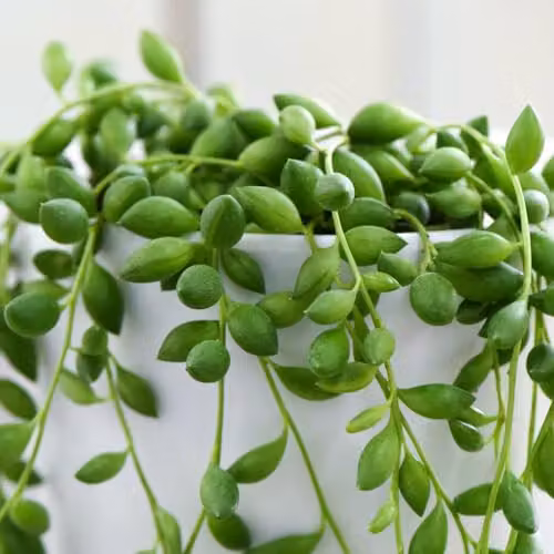 Thompson and Morgan Senecio Rowleyanus String of Pearls Succulent, 3 x 9cm Potted Green Indoor Plants – 3