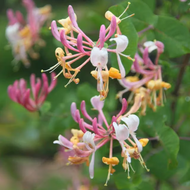 Plants By Post Lonicera Americana Perennial Climber with Pink and Red Flowers