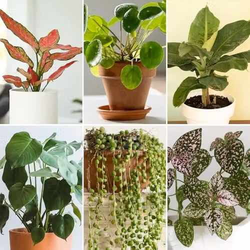 You Garden Homely Houseplant Collection Set of Six Indoor Varieties including Chinese Money Plant, Swiss Cheese Plant, String of Beads, Polka Dot Plant Super Pink, Banana Plant Musa acuminata and Red Zirkon