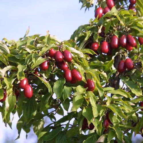 Thompson & Morgan Cornus mas Kazanlak Cornelian Cherry Fruit Tree, 7.5 Litre Pot – 2
