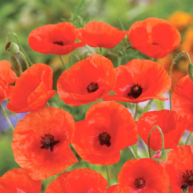 Unwins Red Corn Poppy Wildflower Seeds