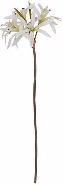 Lemon Pavilion Furniture and Decor Natural Garden Collection Nerine Lily Single Stem Flower, White, H61 cm