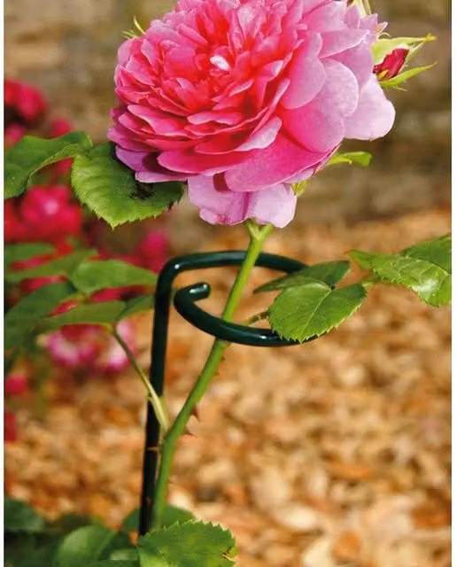 Poppyforge Small Single Stem Plant Support, Pack of 4, Green Steel, W: 5.1 cm, D: 5.1 cm, H: 61 cm