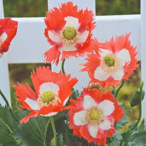 Thompson & Morgan Poppy Danish Flag Heritage Opium Poppy Seeds, Red and White, 400 Seeds – 2