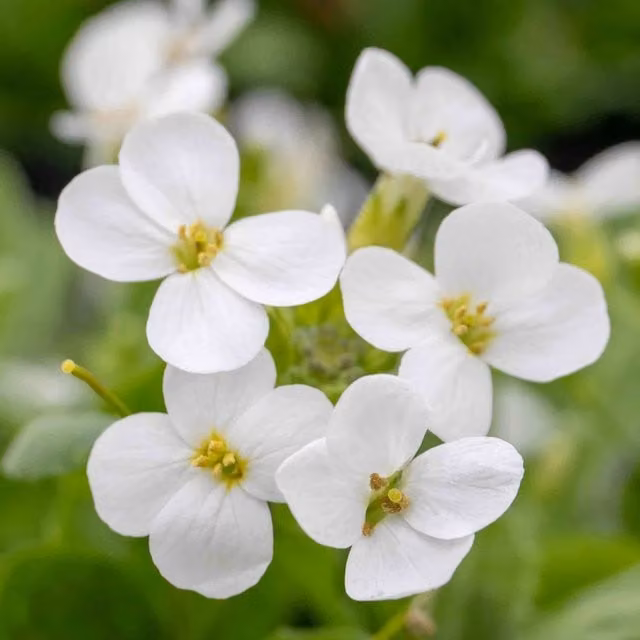 Marshalls Garden Arabis alpina Alabaster White Hardy Evergreen Alpine Rockery Perennial Plant 9cm