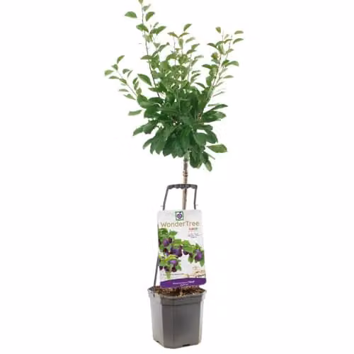 Thompson & Morgan Plum Wonder Tree Opal Patio Fruit Tree, Self-Fertile and Easy to Grow, Height: 1.4 m – 5