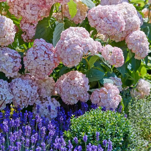 Marshalls Garden Pink Hydrangea Ornamental Shrub