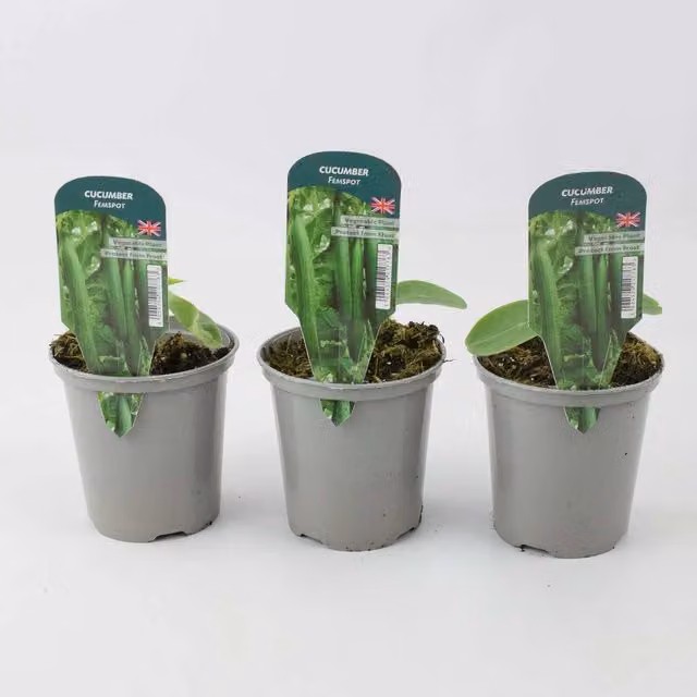 Plants By Post High Yield Cucumber Femspot Plants, 3 x 9cm Pots, Green