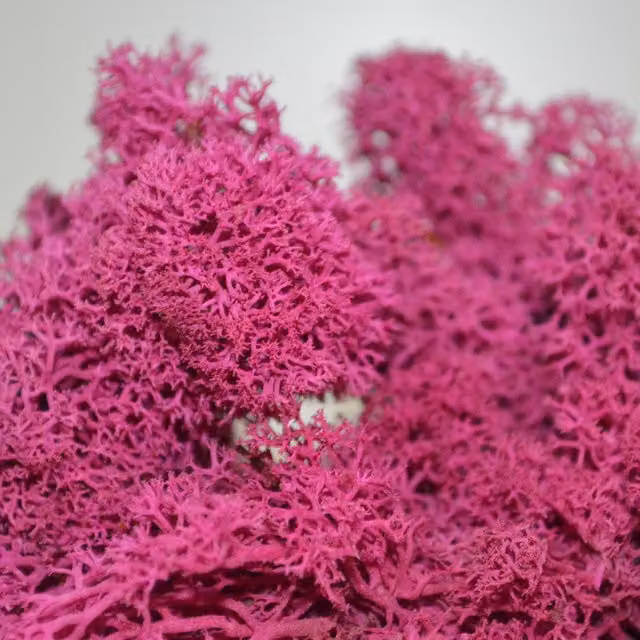 Natural Crafts Pink Coloured Reindeer Moss