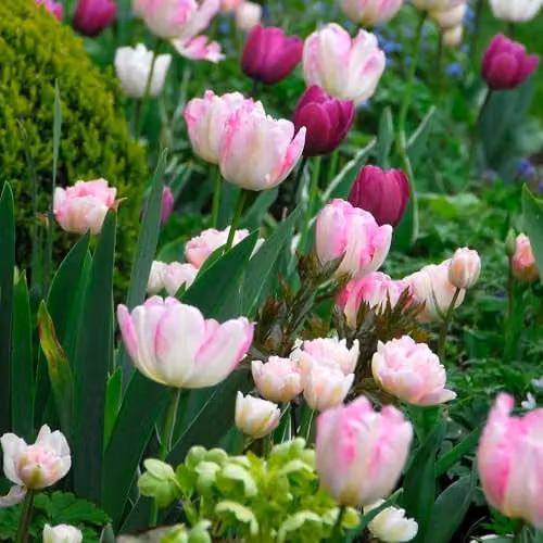 Thompson and Morgan Tulip Angelique Double Late Bulbs, Soft Pink Fragrant Rosette Blooms, 8 Bulbs – 1