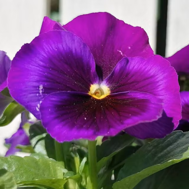Plants By Post Upright Pansy Delta Pro Neon Violet Bedding Plants, 6 Pack