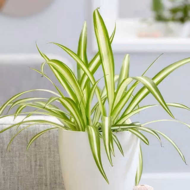 Primrose Variegated Spider Plant Chlorophytum Comosum Variegatum in a Green 12cm Pot