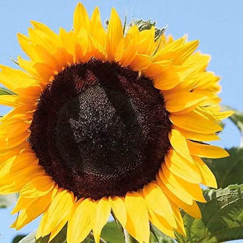 Thompson and Morgan Sunflower High Hopes Helianthus annuus Hardy Annual Yellow Flower Seeds, 15 Seeds per Packet