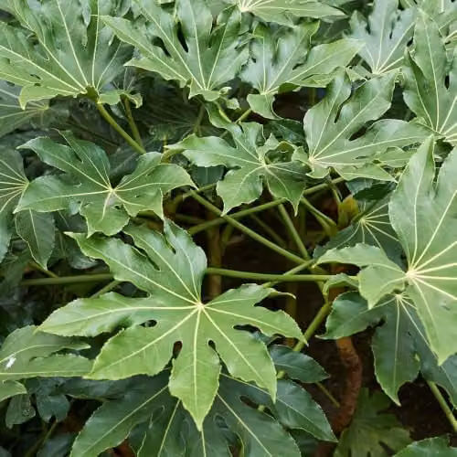YouGarden Fatsia Japonica Japanese Aralia Evergreen Ornamental Shrub, Height: 40 cm, Pot Size: 17 cm – 1