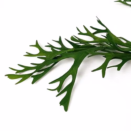Botanik Premium Artificial Green Hanging Plants – 2