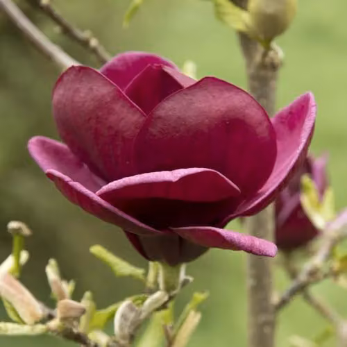 Thompson & Morgan Magnolia Genie 12 Litre Pot Compact Deciduous Ornamental Shrub with Maroon Scented Flowers – 1