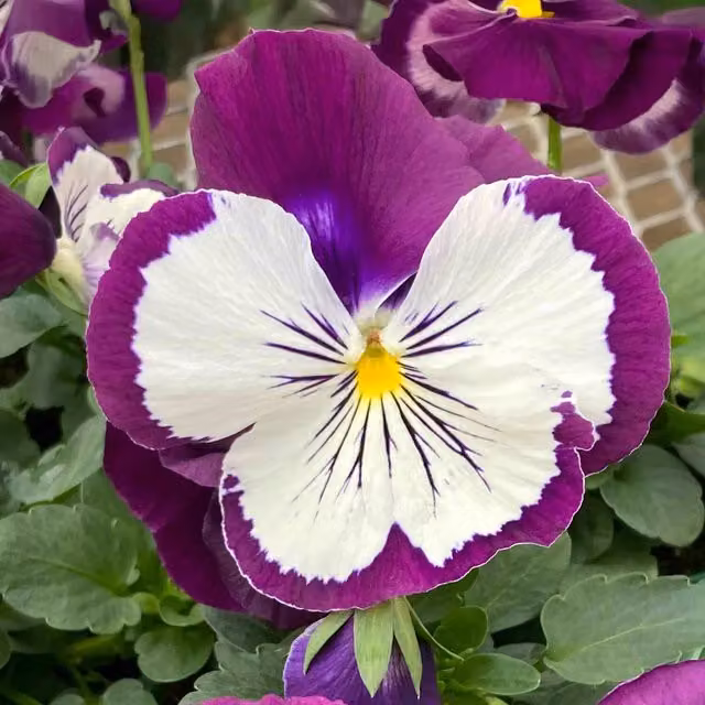 Marshalls Garden Pansy Cats Whiskers Bedding Plant, Purple and White