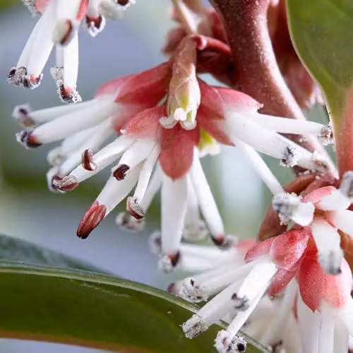 YouGarden Sarcococca Hookeriana Winter Gem Evergreen Winter Flowering Ornamental Shrub in 4.6L Pot – 4