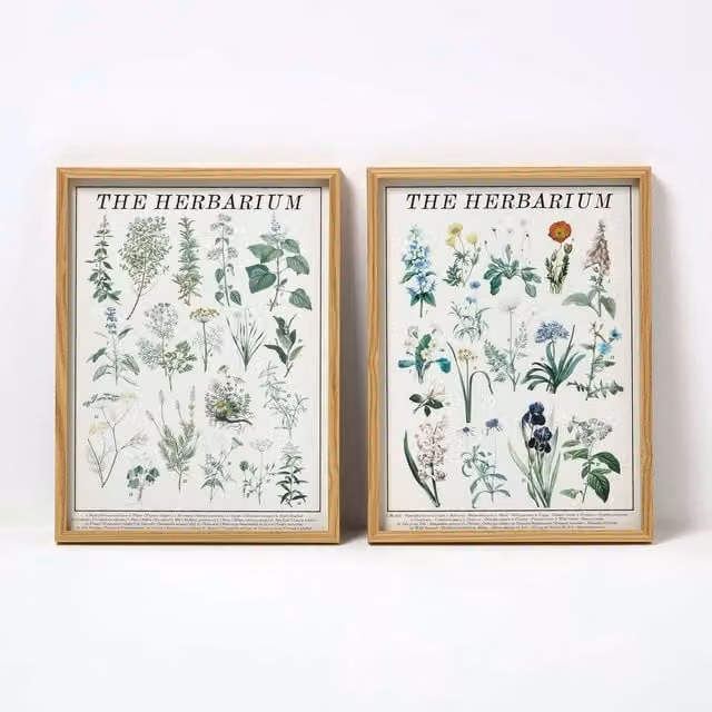 Homescapes Set of 2 Minimalist Floral Herbarium Wall Art, Multi-coloured, W/H: 40.0 x 30.0 cm