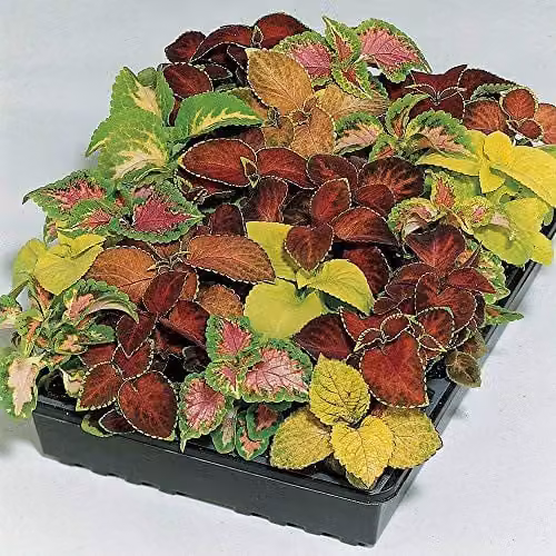 Thompson and Morgan Coleus Wizard Mixed Seeds, Multicolour Tender Perennial Plants, 50 Seeds – 1