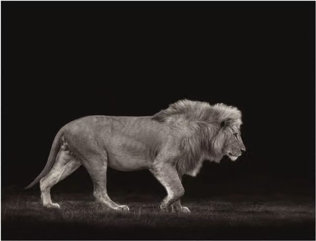 Mario Moreno Majestic Abstract Animal Photograph Paper Poster in Black