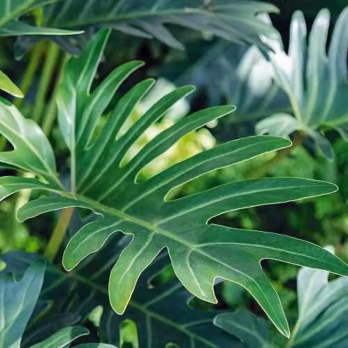 Thompson and Morgan Philodendron Xanadu Green Indoor Perennial Potted Plant – 2