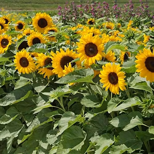 Thompson and Morgan Sunflower Helianthus annuus Little Dorrit F1 Hybrid Seeds, Yellow, 20 Seeds – 1