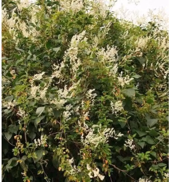 Direct Plants Polygonum Russian Vine White Climbing Plant in a 3L Pot