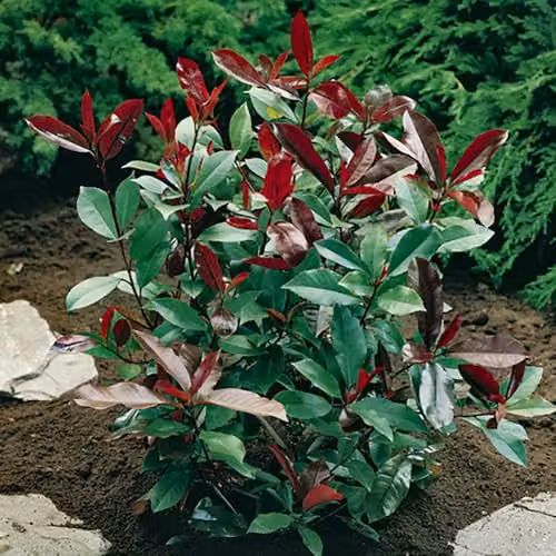 YouGarden Photinia Red Robin Shrub Hedging Pack, 24 Plants in 8cm Pots – 2