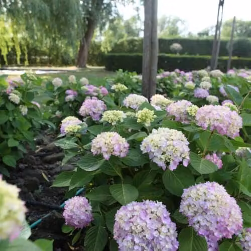 Thompson & Morgan Hydrangea macrophylla Endless Summer The Original Reblooming Ornamental Shrub in Pink, Blue or Multicolour, 35 Litre Pot