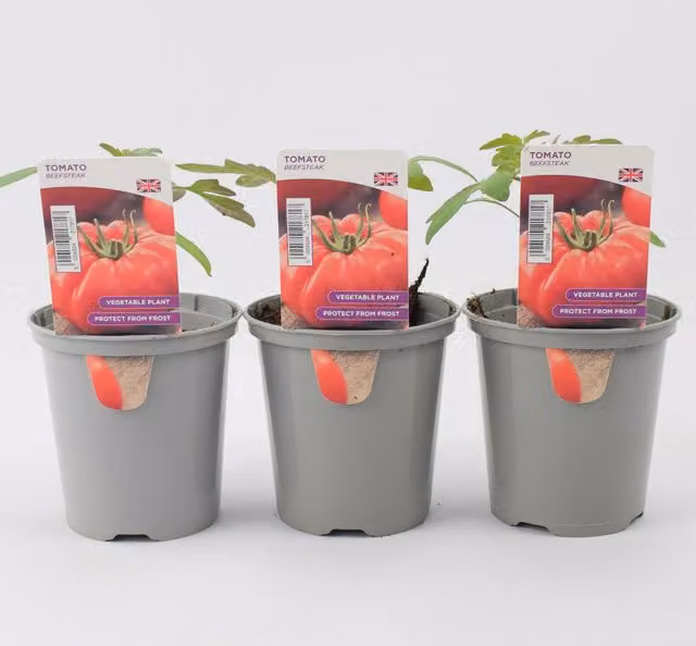 Plants By Post Tomato Beefsteak Plants, 3 Pack, Red