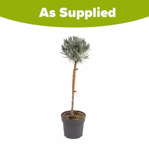 YouGarden Lavender Munstead Established Standard in 3L Pot, Purple and Green Summer Flowering Perennial Plant – 2