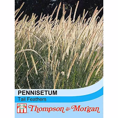 Thompson and Morgan Pennisetum macrourum Tail Feathers African Feather Grass Hardy Perennial Flower Seeds, 20 Seeds – 2