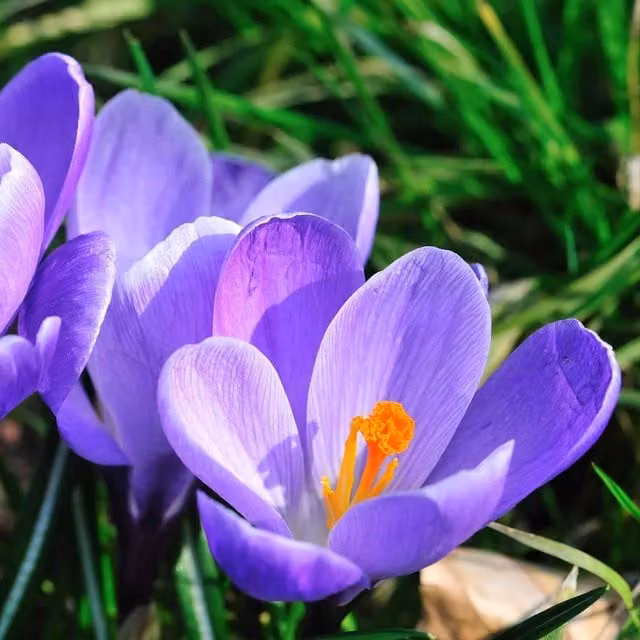 Marshalls Garden Crocus Grand Maitre Flower Bulbs in Lilac Blue
