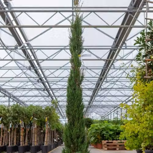 Thompson & Morgan Cupressus Sempervirens Pyramidalis Italian Cypress Tree, Green, 18 Litre Pot – 2