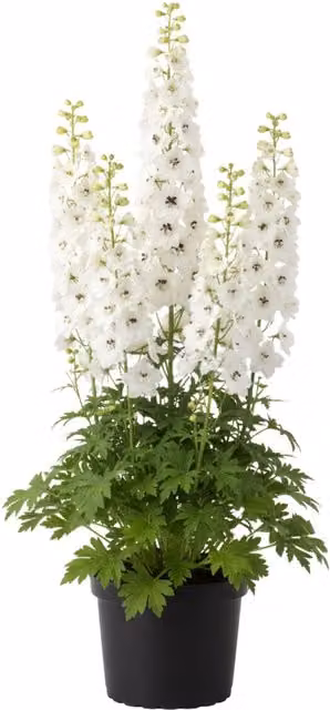 Plants by Post Delphinium Pacific Giants Galahad White Perennial Outdoor Plant, 1L Pot, Pack of 6