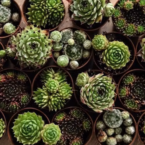 Thompson & Morgan Sempervivum Mixed Evergreen Succulent Potted Plants, Multicolour, 3 x 5.5 cm Pots