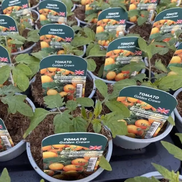 Plants By Post Tomato Golden Crown Plants, 3 Pack, Yellow Fruit