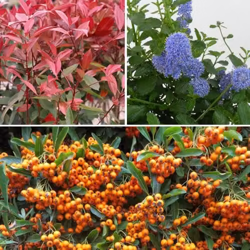Thompson & Morgan Evergreen Shrub Trio Collection of Ceanothus Thyrsiflorus Repens, Photinia Red Robin and Pyracantha Firelight, 3 x 9cm Potted Plants