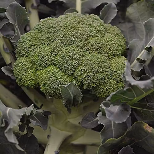 Thompson and Morgan Calabrese Komodo F1 Broccoli Vegetable Seeds, 30 Seeds