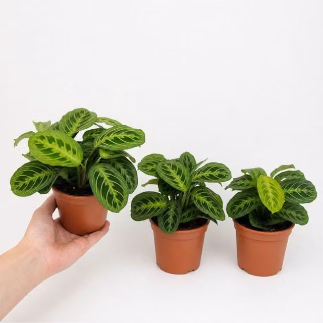 Plants By Post Maranta Lemon Lime Prayer Plant Indoor Houseplant, 1L, Green