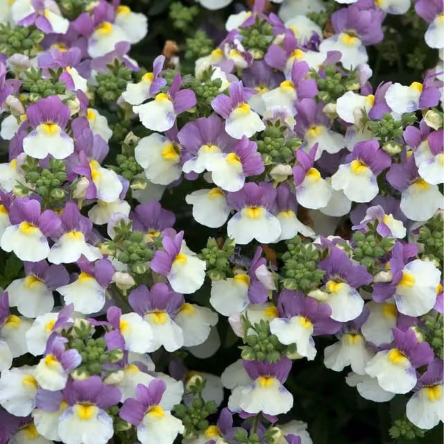 Plants By Post Nemesia Bedding Plants, Pack of 3, Purple, White and Yellow