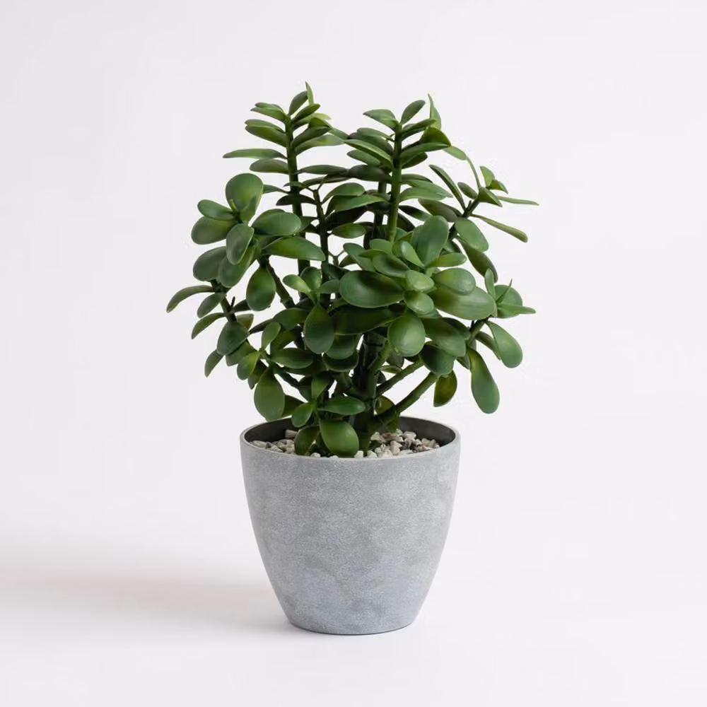Scottish Everlastings Ltd Green Jade Succulent Plant in a Grey Round Pot for Indoor or Outdoor Use, Height: 41 cm – 4