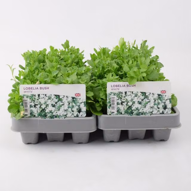 Plants By Post Lobelia Bush White Bedding Plants, 12 Pack
